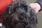 bodhi_3